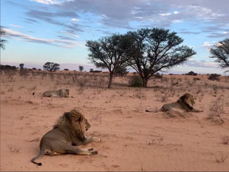 Rooiputs, Kgalagadi Transfrontier Park, Botswana